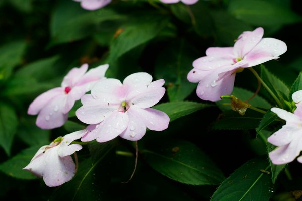 External wall finishes: the benefits of silicone top coat render